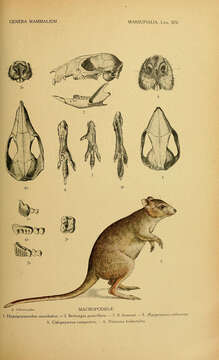 Image de Hypsiprymnodon Ramsay 1876