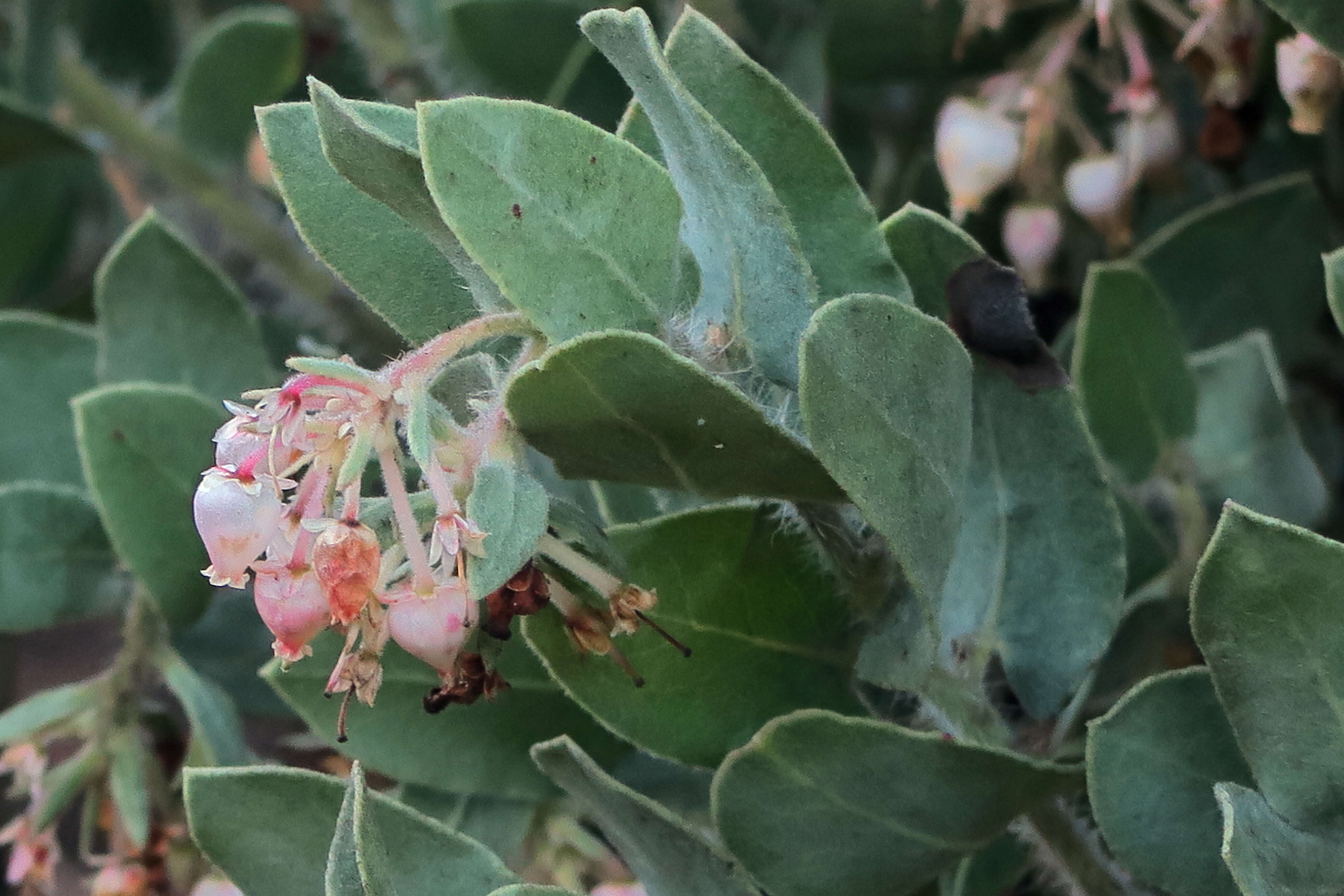 Слика од Arctostaphylos auriculata Eastw.