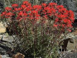 Image of northwestern Indian paintbrush