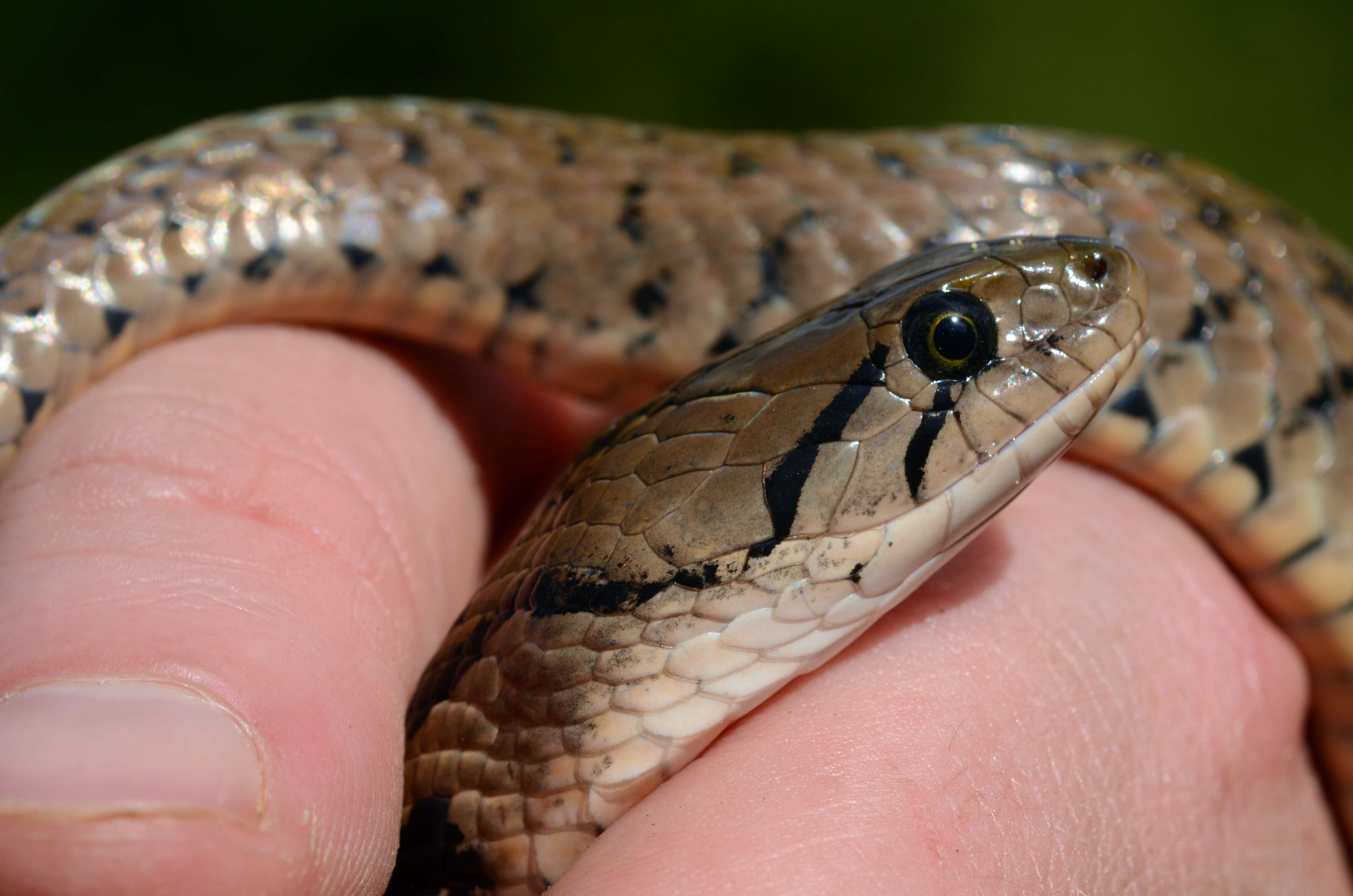 Sivun Xenochrophis flavipunctatus (Hallowell 1861) kuva