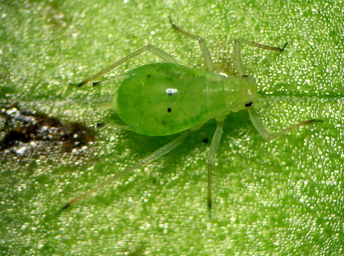 Image of Macrosiphum