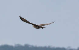 Image of Australian Kestrel