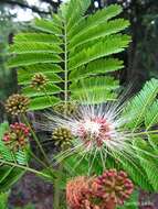 Image of albizia