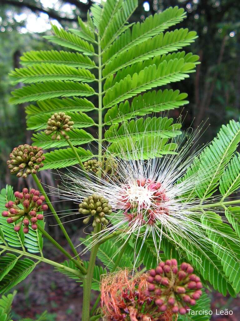 Image of albizia