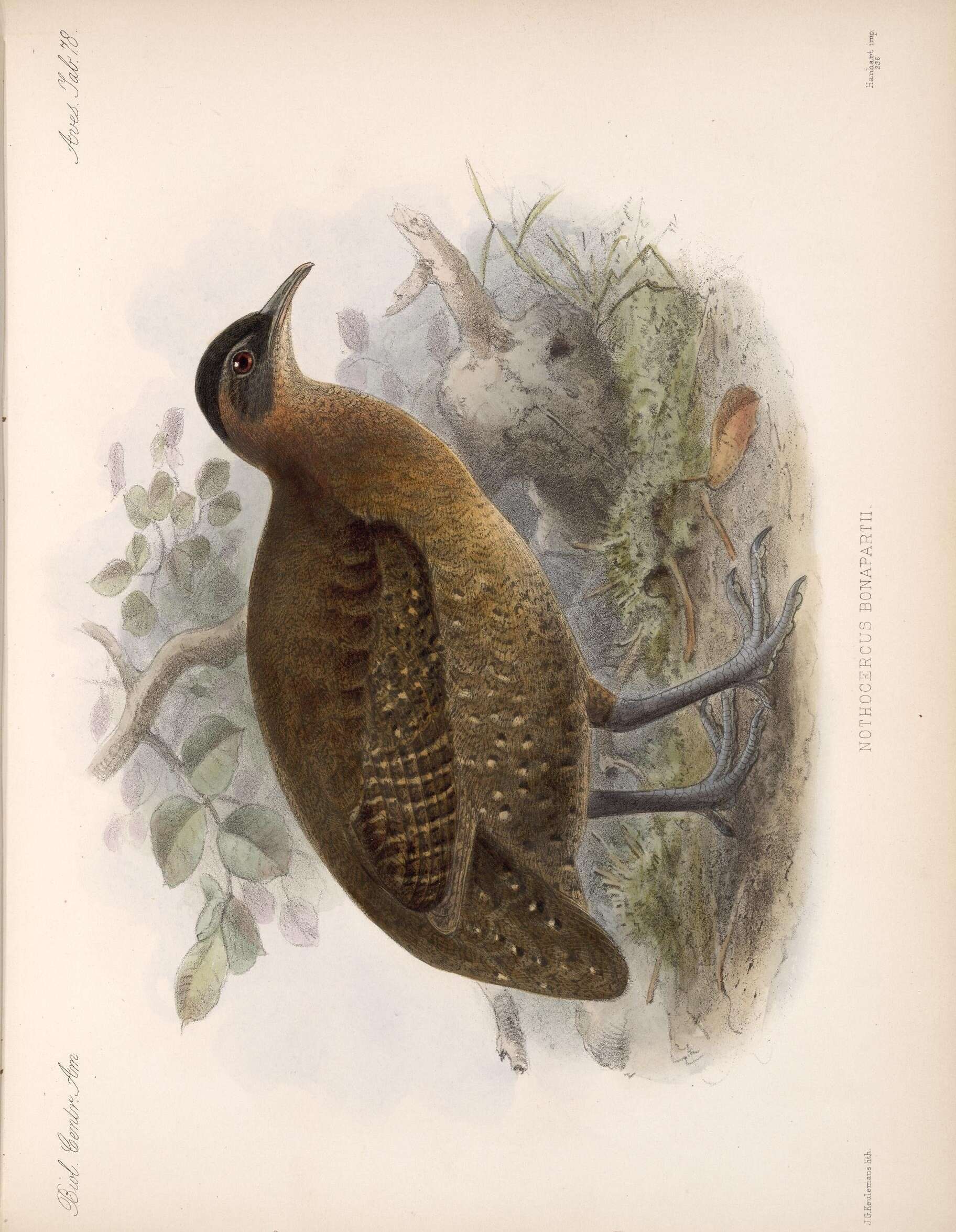 Plancia ëd Nothocercus Bonaparte 1856