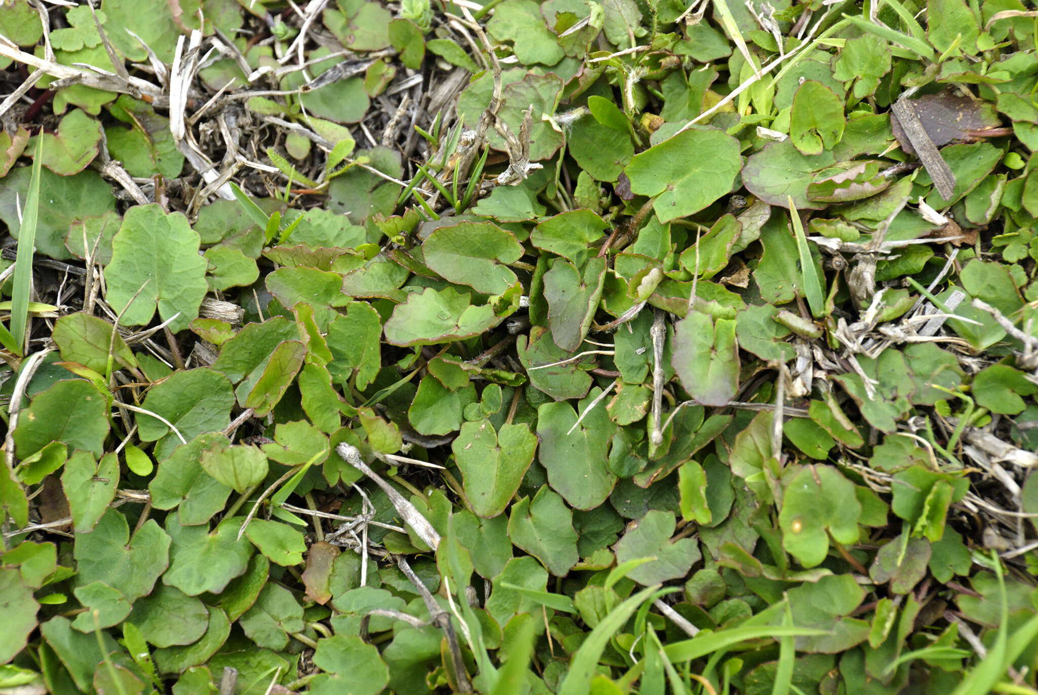 Imagem de Hydrocotyle jacksonii M. Hiroe