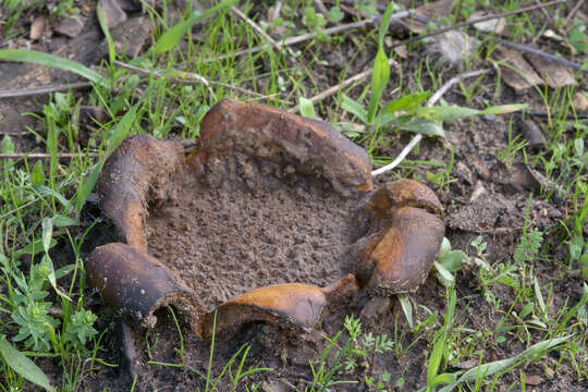 Image of Sclerodermataceae