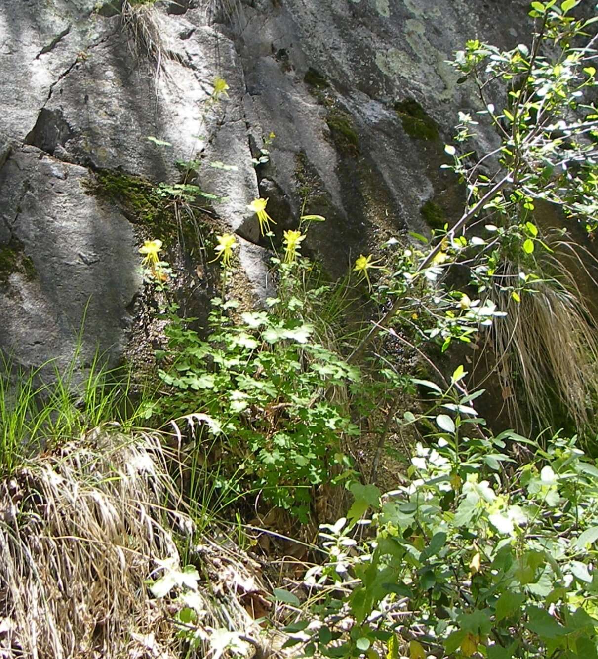 Image of longspur columbine