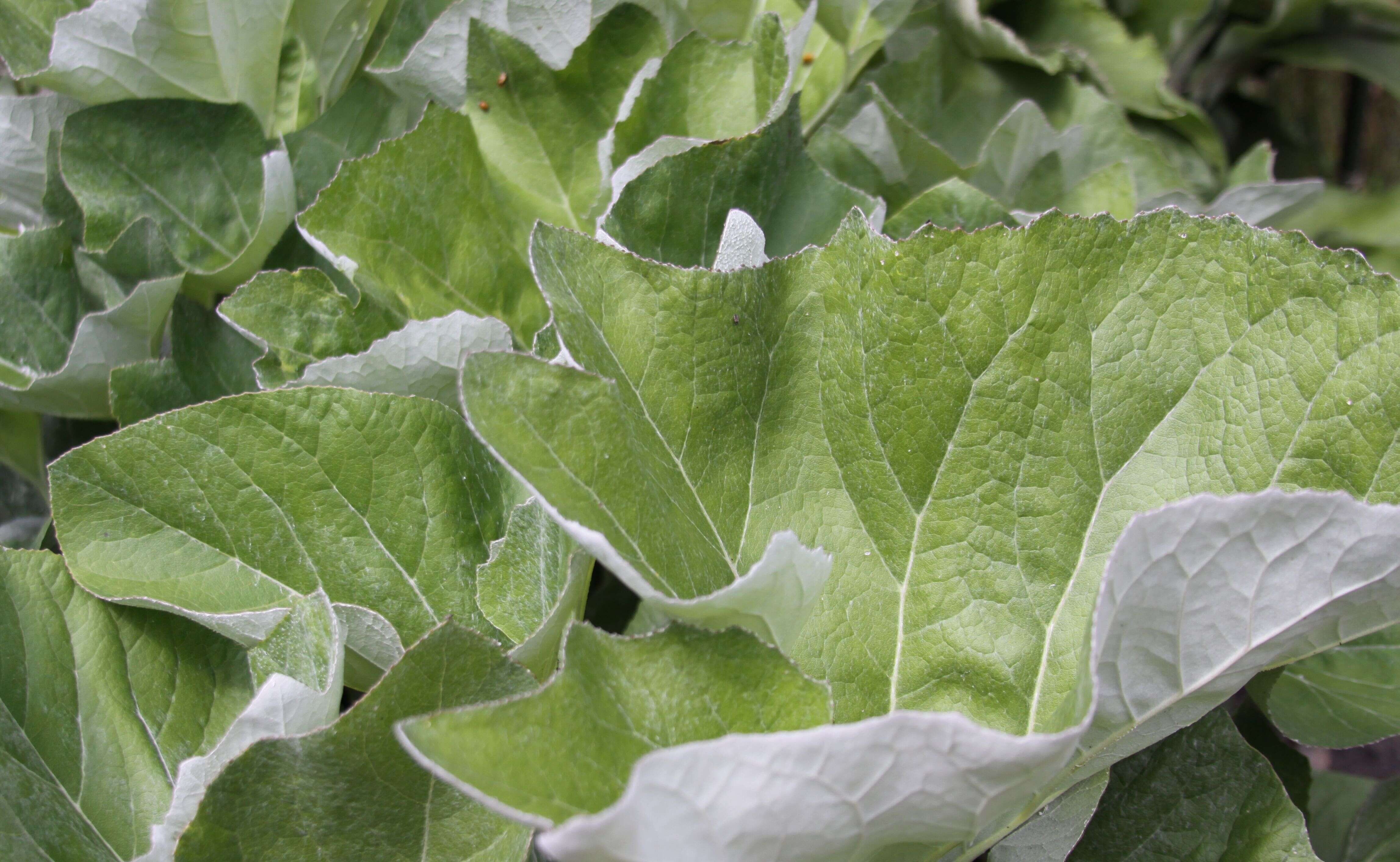 Image of butterbur