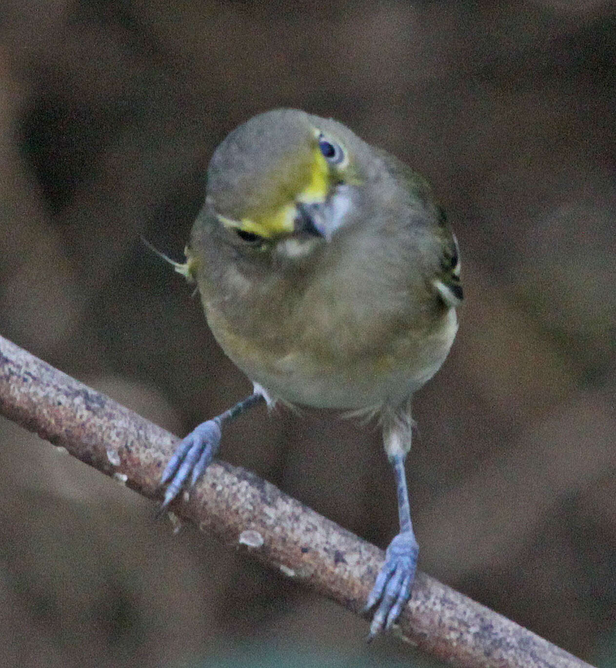 Image of Vireo Vieillot 1808