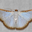Image of Leuciris fimbriaria Stoll 1781