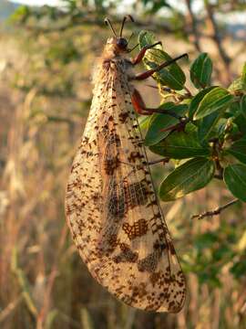 Image de Palpares libelluloides (Linnaeus 1764)