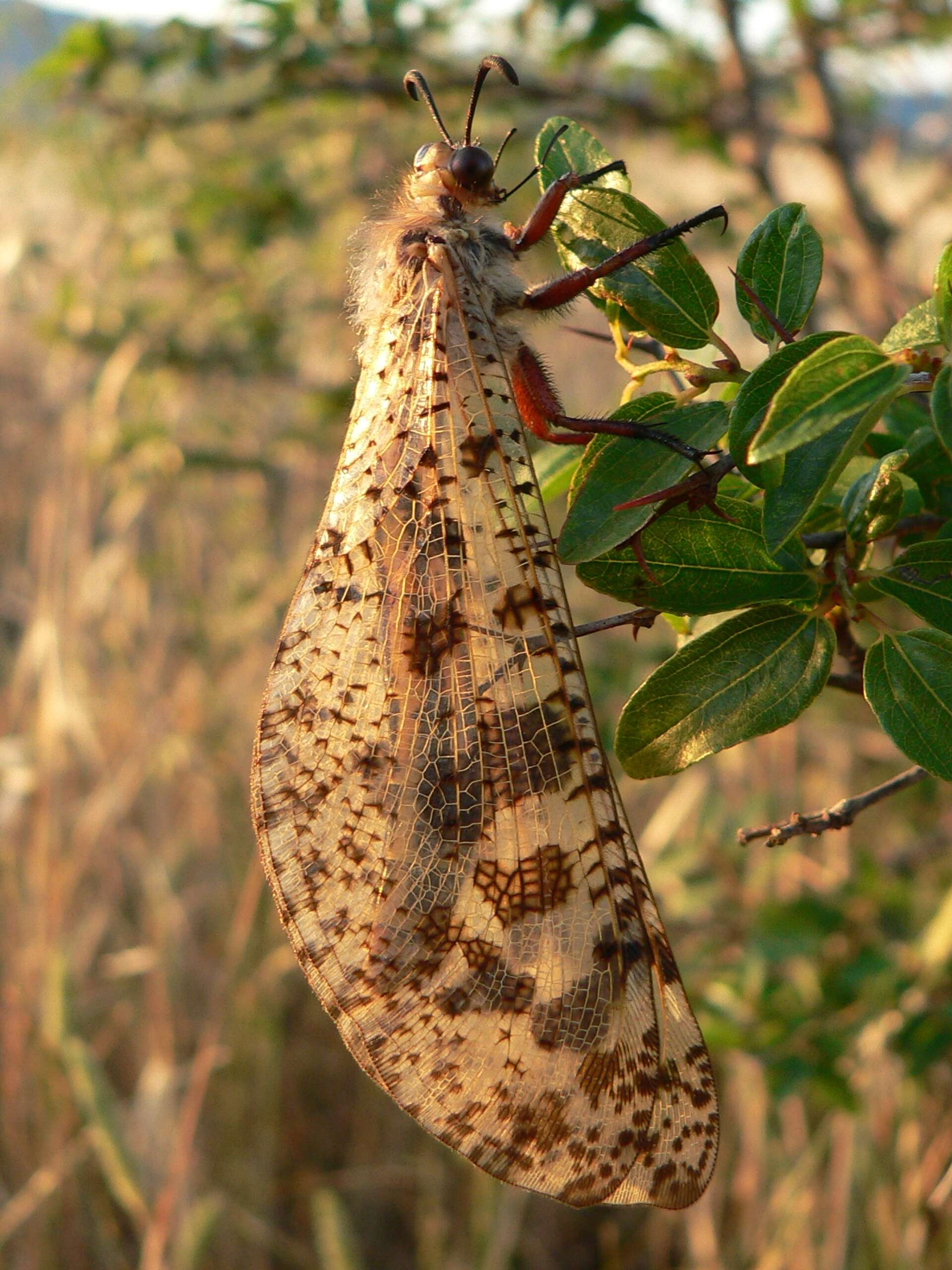 Image of Palpares libelluloides (Linnaeus 1764)