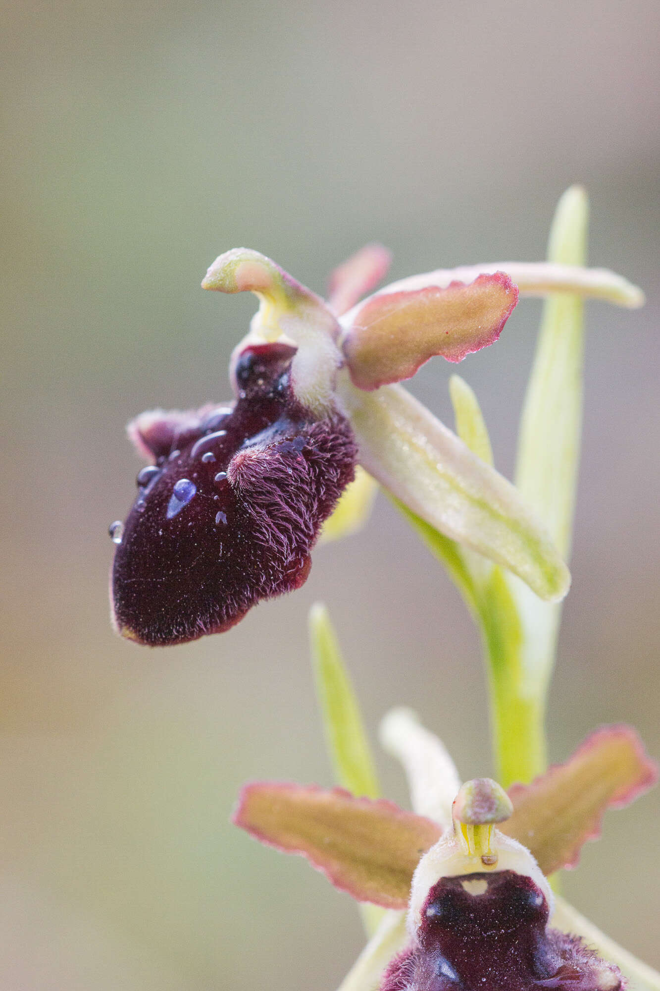 Image of Ophrys flavicans Vis.