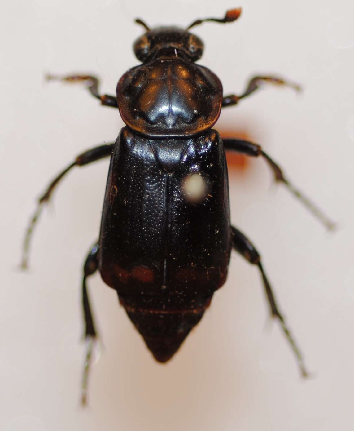 Image of Nicrophorus (Nicrophorus) pustulatus (Herschel 1807)