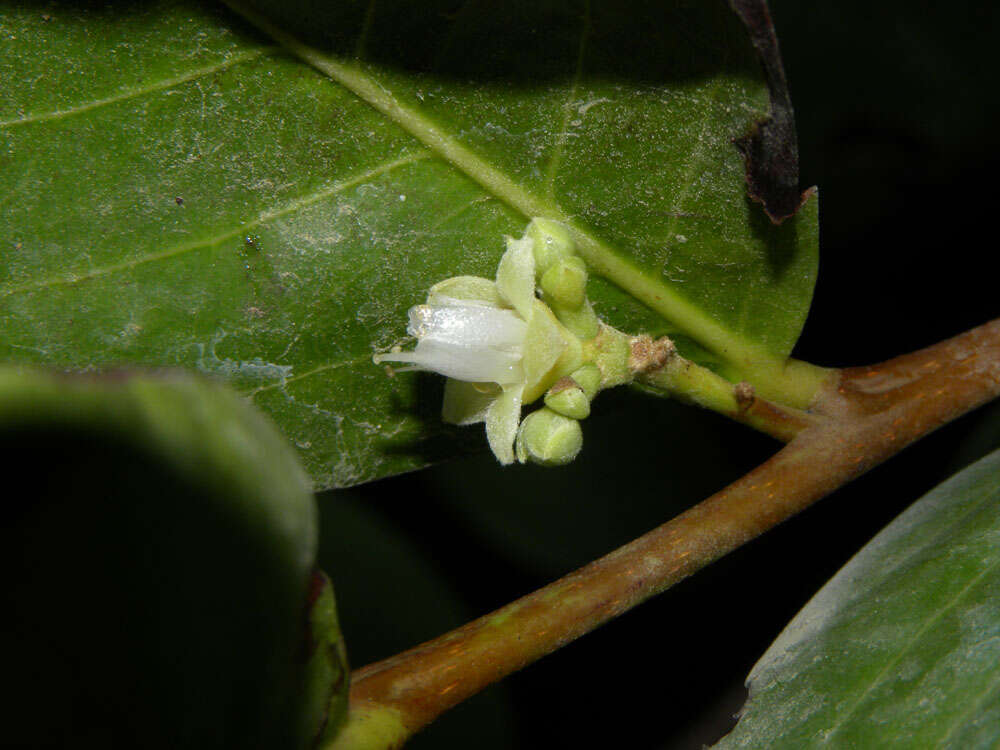 Image of coco-plum family