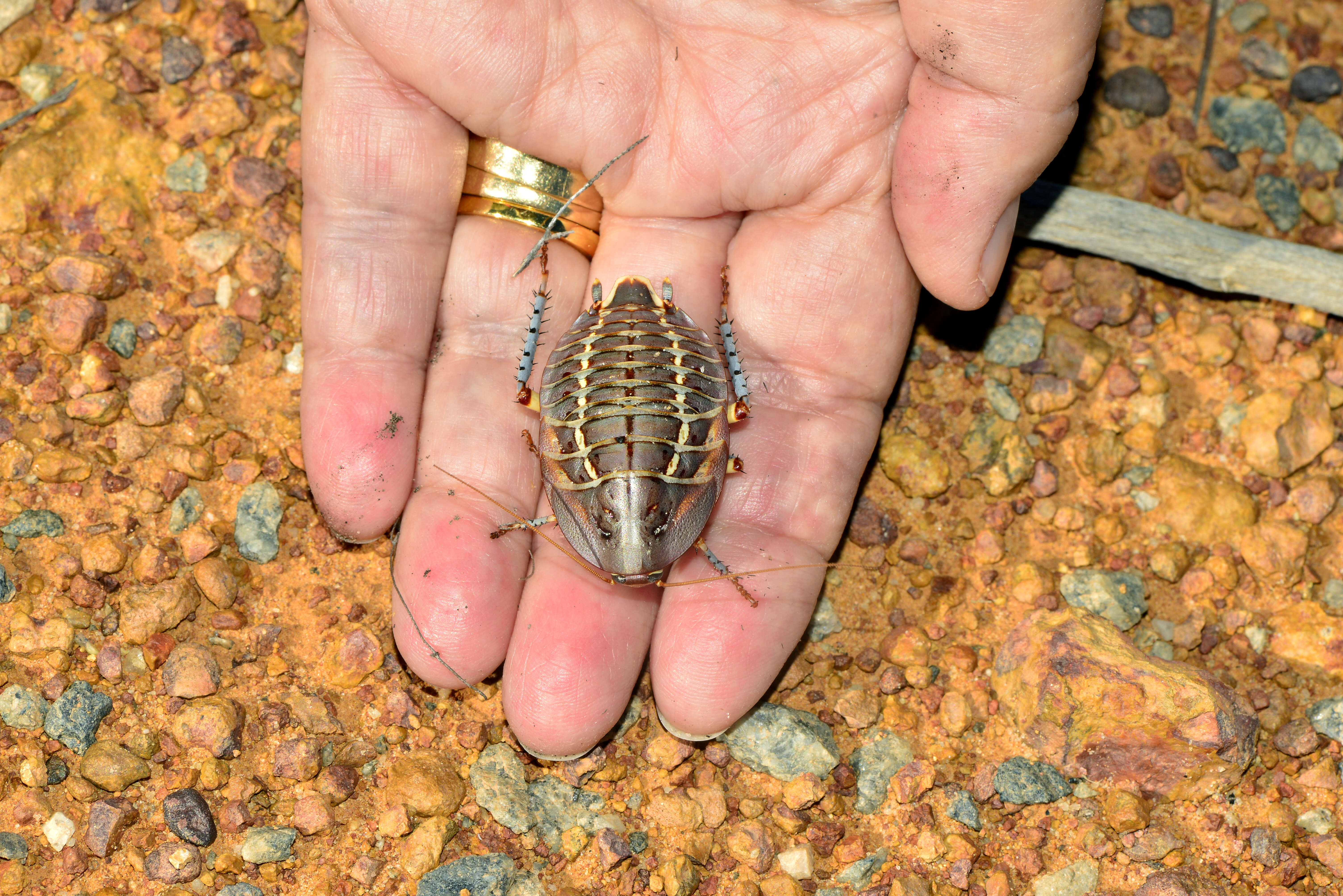 Image of Mardi Gras Cockroach