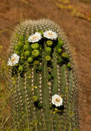 Image of saguaro