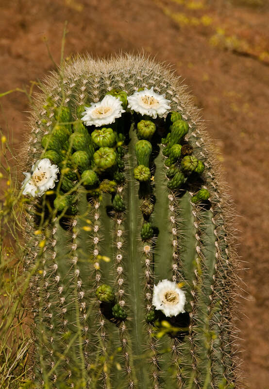 Image of saguaro