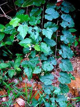 صورة Rubus moluccanus L.