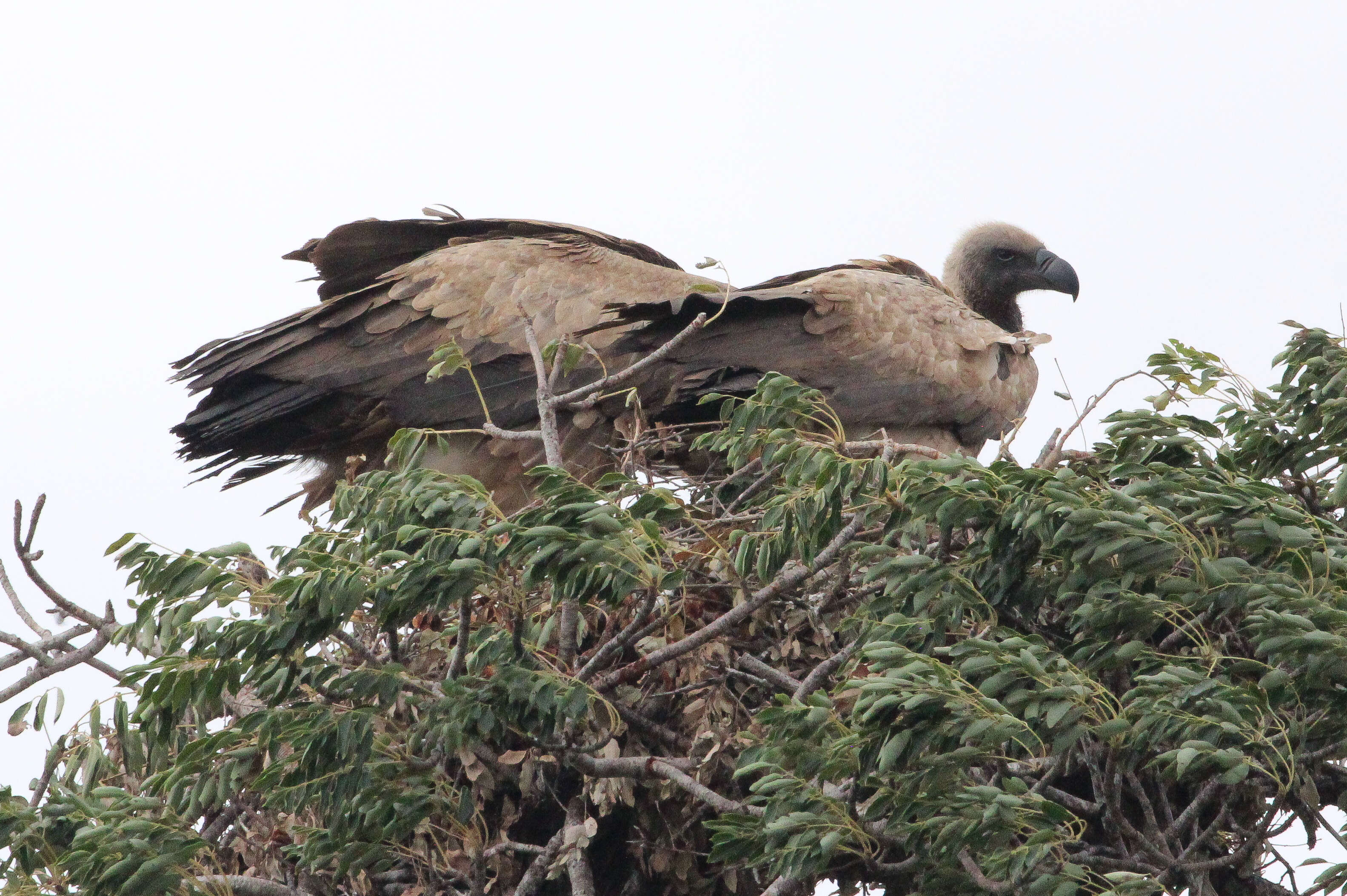 Image of White-backed Vulture