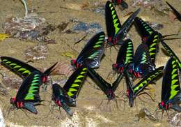 Image of Trogonoptera brookiana albescens