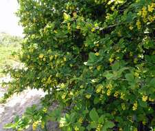 Image of Barberry