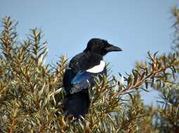 Image of magpie