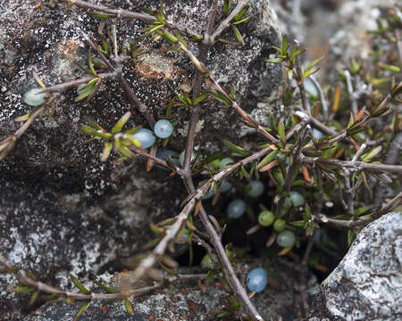 Image of Coprosma rugosa Cheeseman