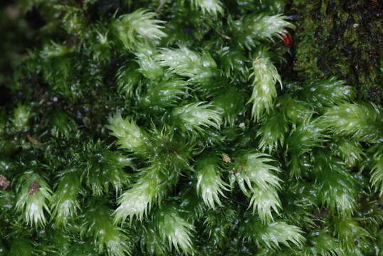 Image of leucobryum moss