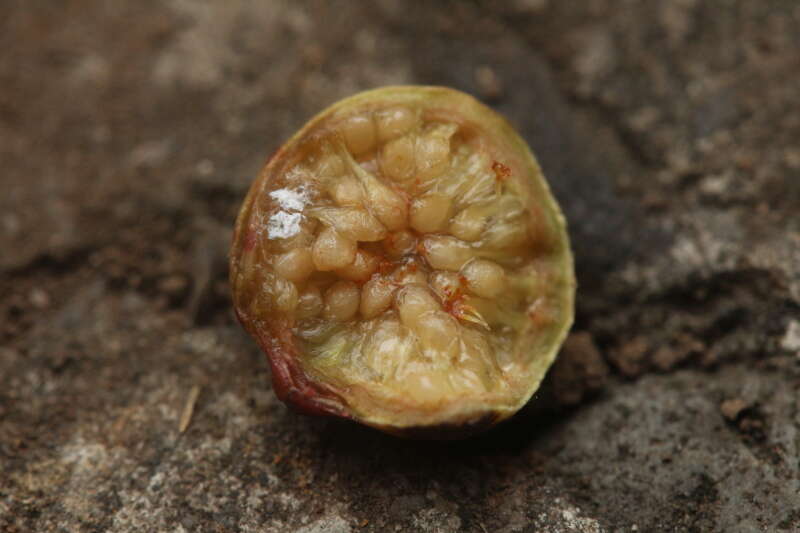 Image of Ficus