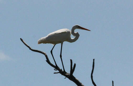 Image de <i>Ardea modesta</i>