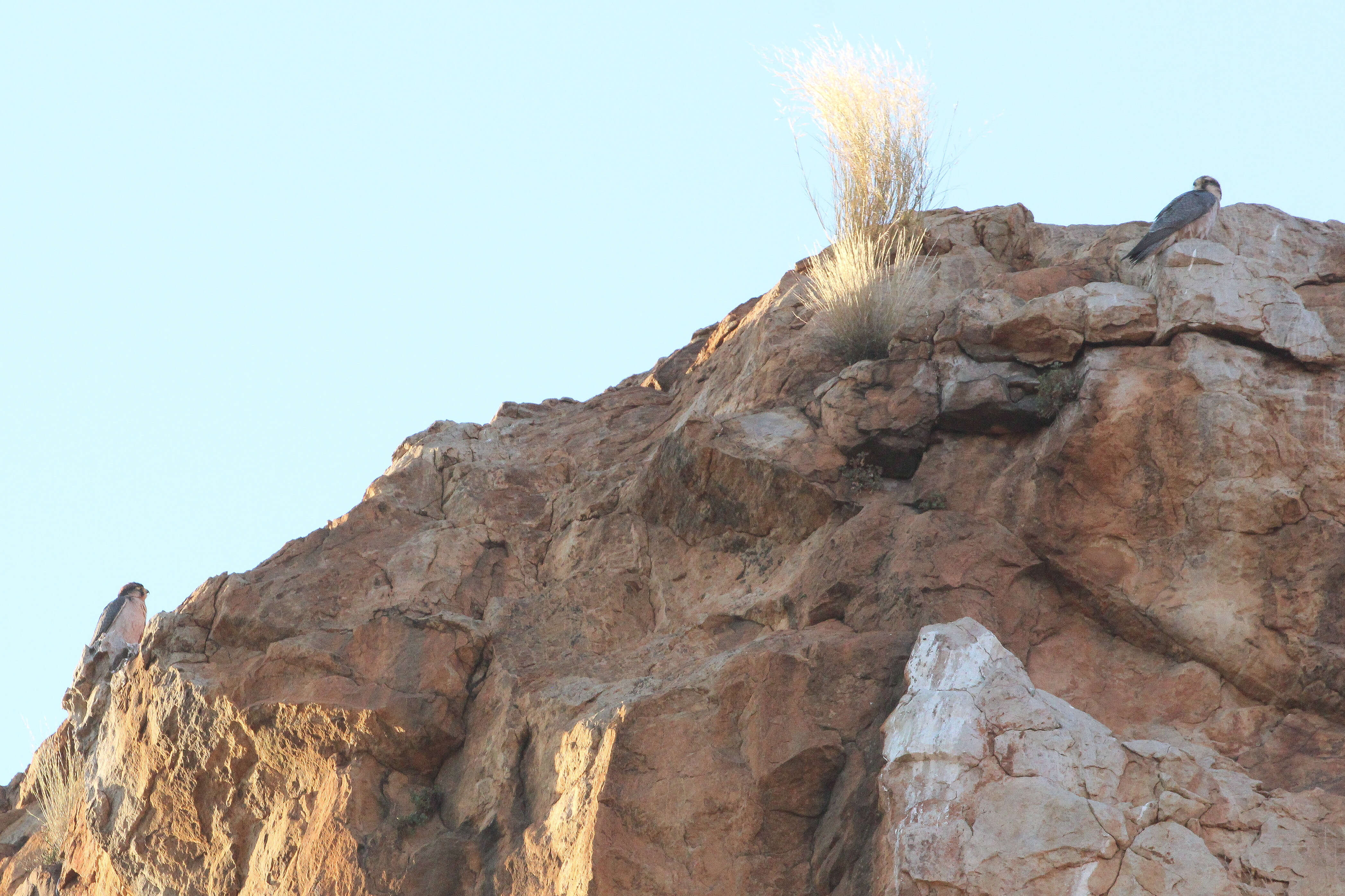 Image of Lanner Falcon