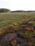 Image of purple pitcherplant