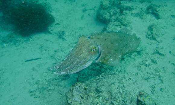 Image of cuttlefishes