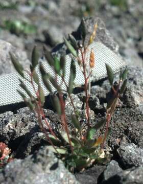 Image of snowbed draba