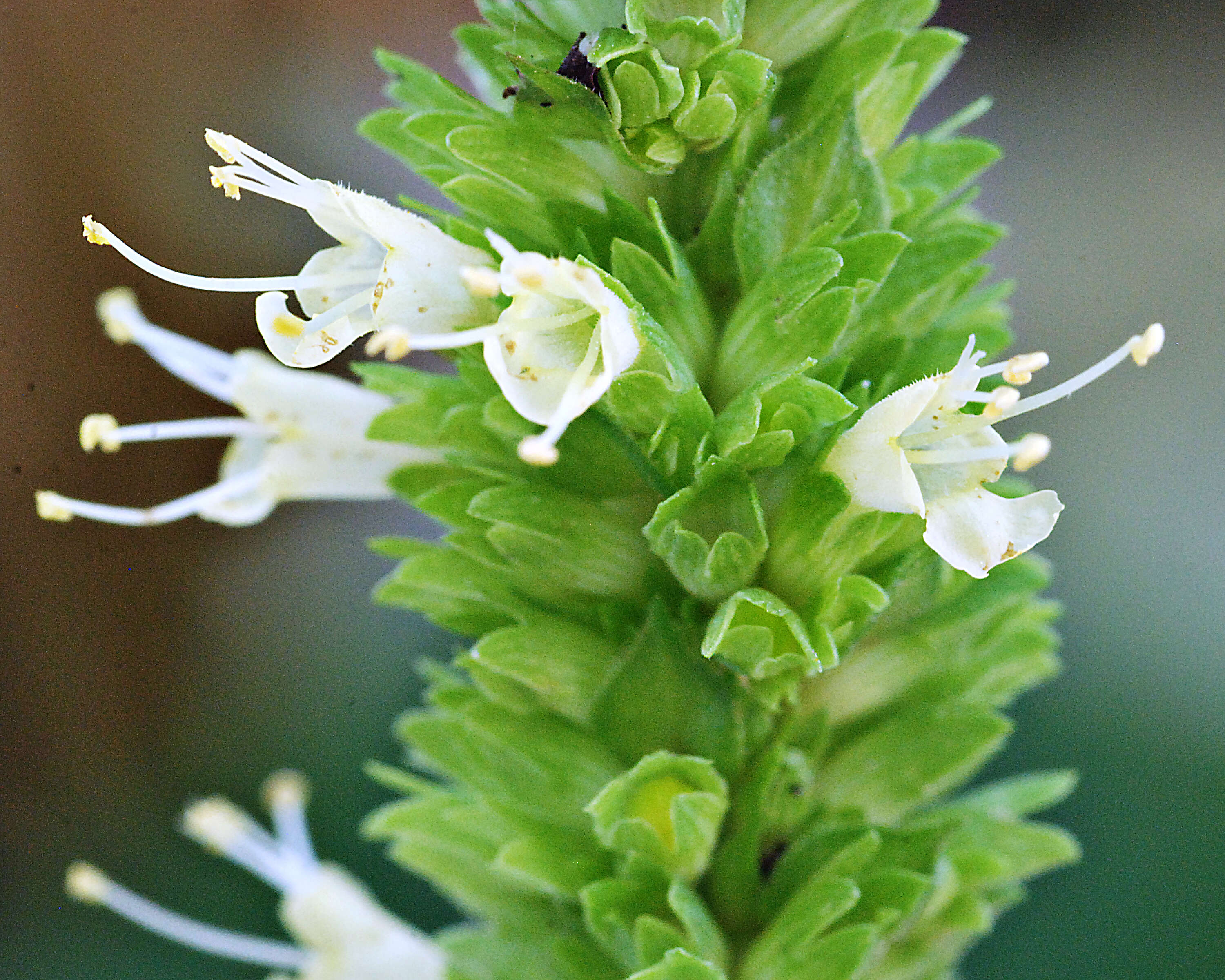 Image of Yellow Giant Hyssop