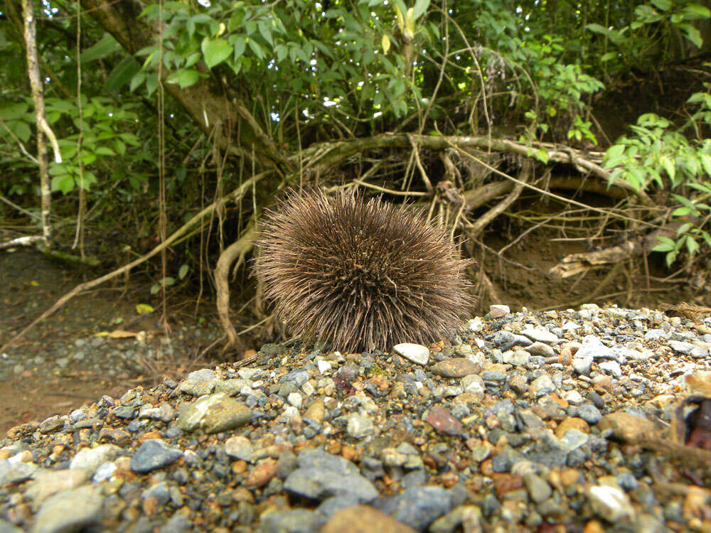 Image of Apeiba tibourbou Aubl.