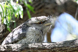 Image of Tawny Frogmouth