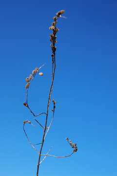 Image of False Bartsia