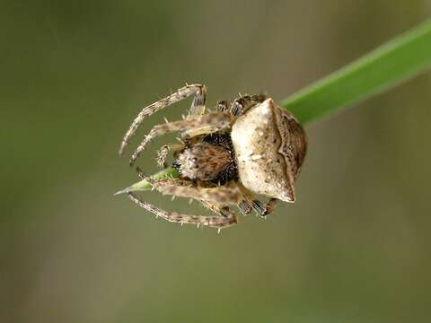 Image of Gibbaranea bituberculata (Walckenaer 1802)