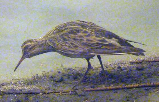 Image of Calidris Merrem 1804