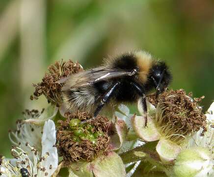 Image of Bumblebees