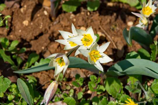 Image de Tulipa turkestanica (Regel) Regel