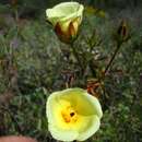 Imagem de Hibiscus coulteri Harv. ex A. Gray