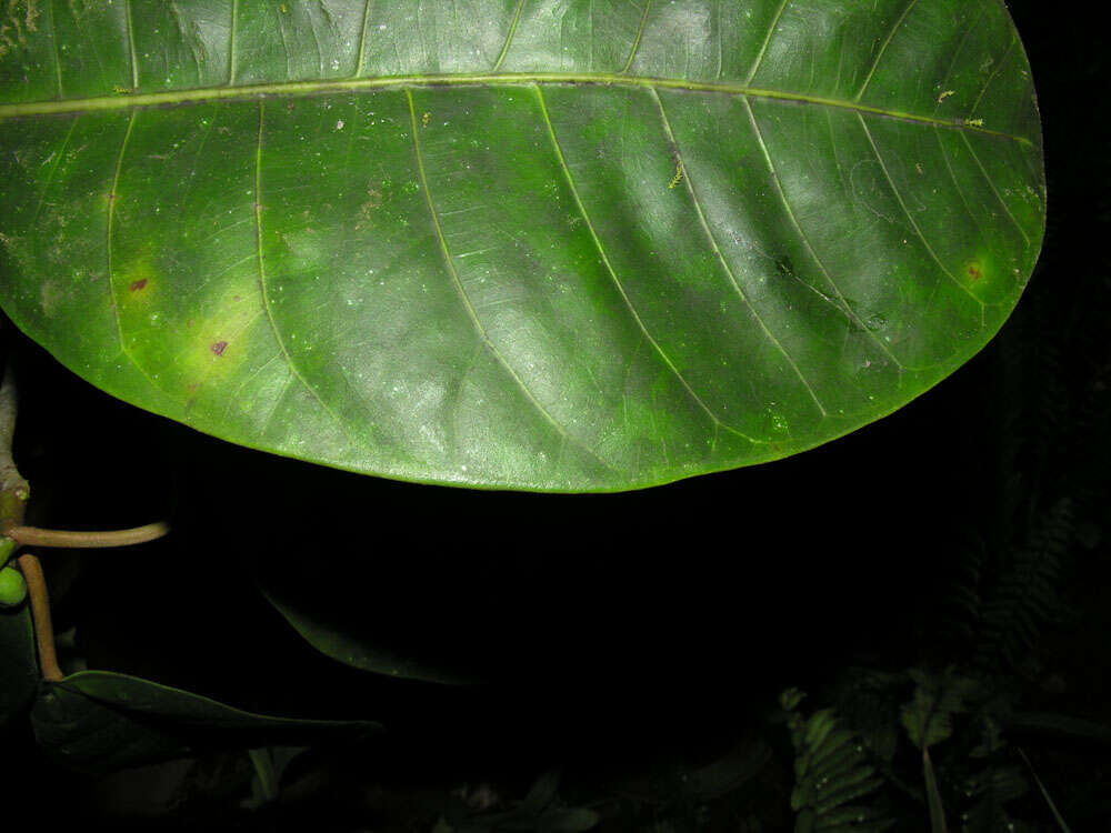 Image of Ficus tonduzii Standl.