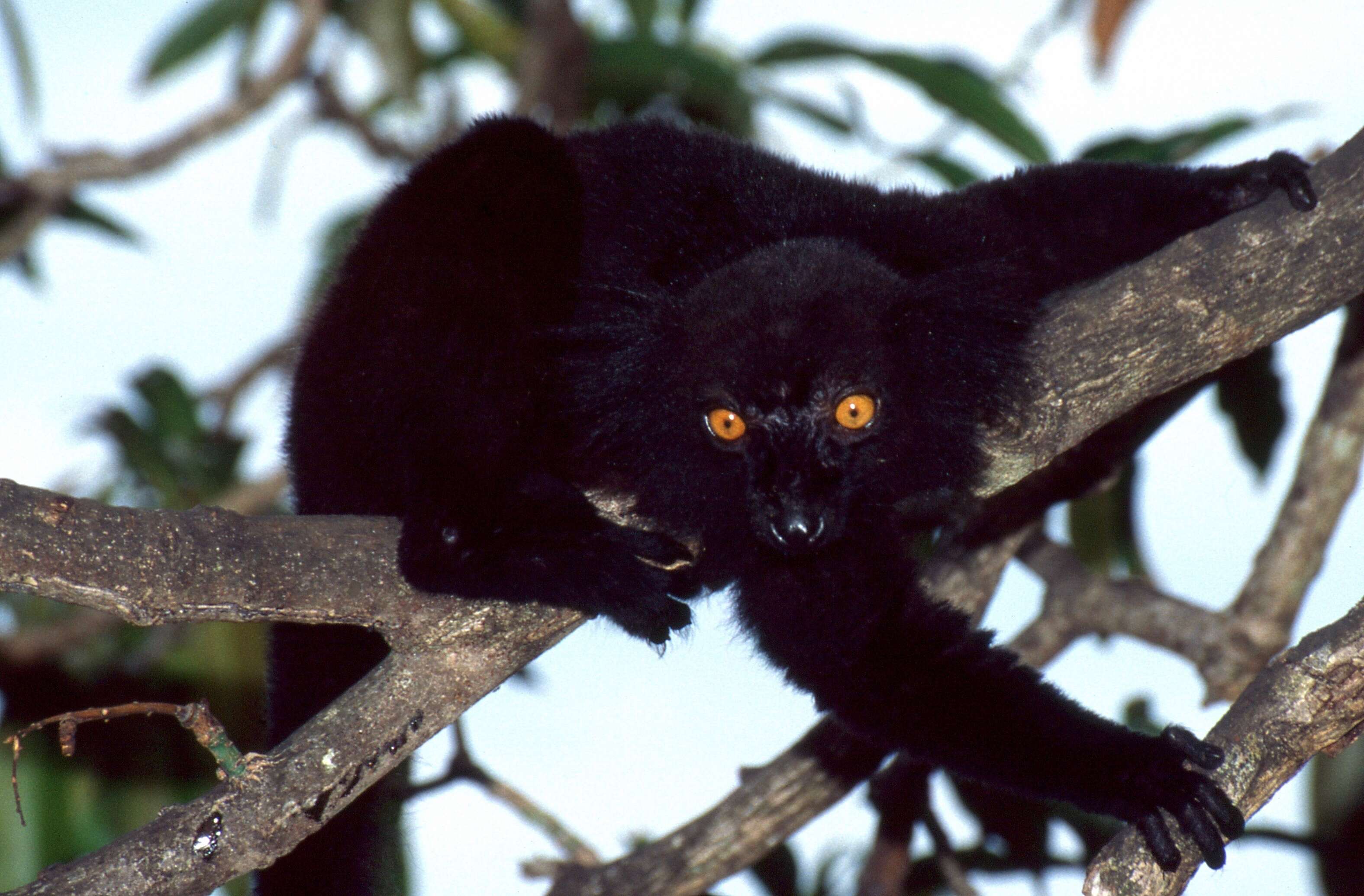 Image of Black Lemur