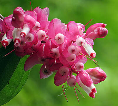 Imagem de Cavendishia bracteata (Ruiz & Pav. ex A. St. Hilaire) Hørold