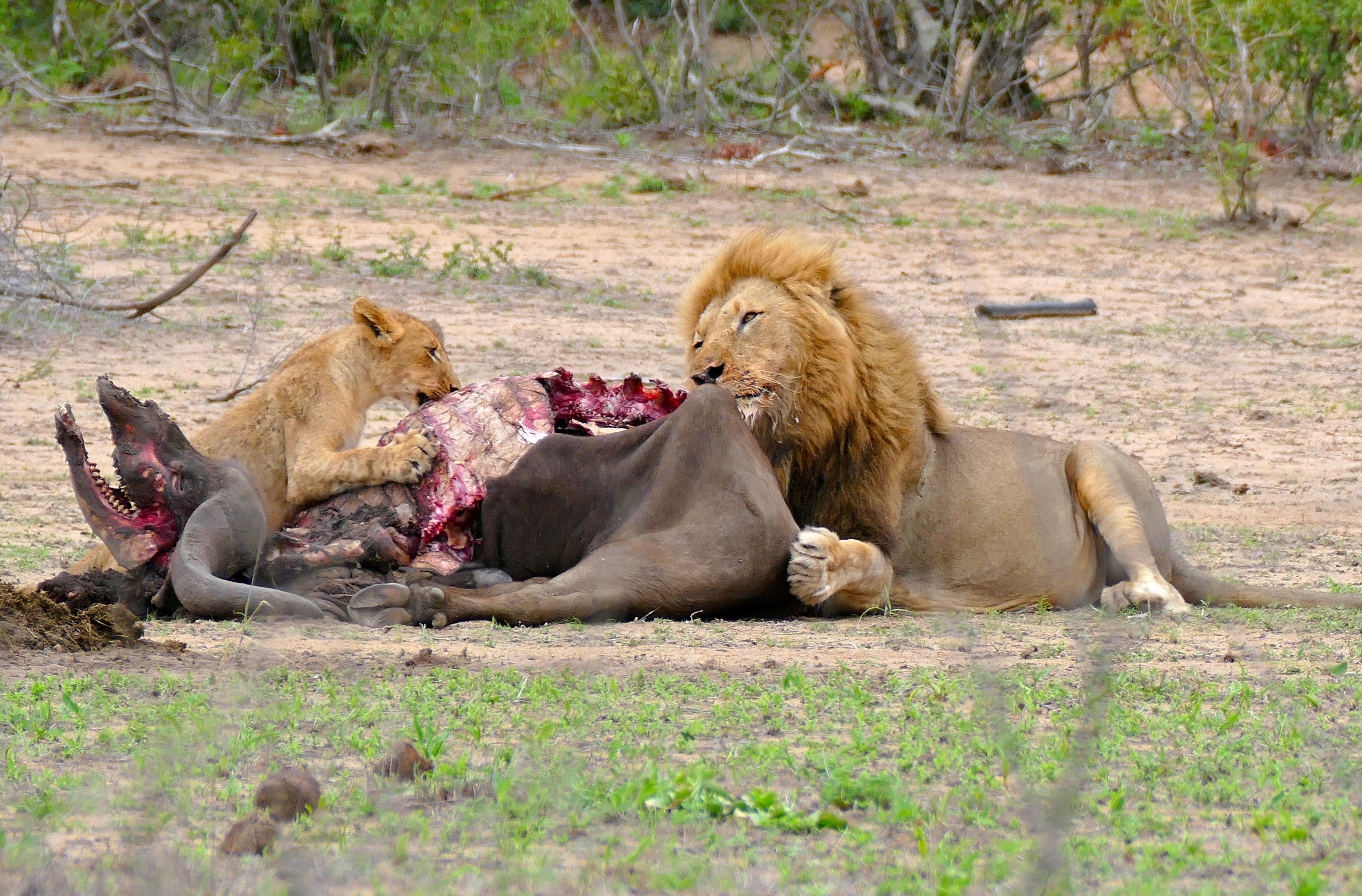 Image of big cats