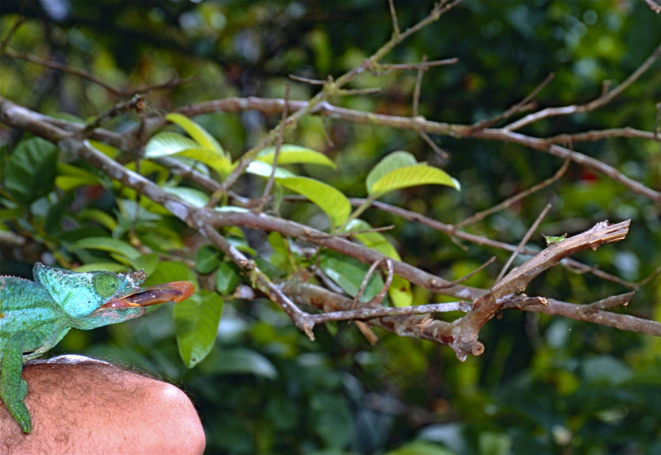 Image of Madagascar & Seychelles Islands Chameleons